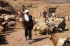 shepherd-iran